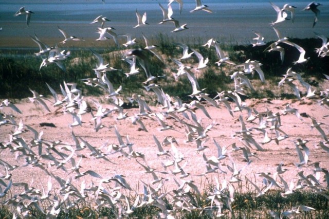 Национального парка Гамбургские ватты (Nationalpark Hamburgisches Wattenmeer)