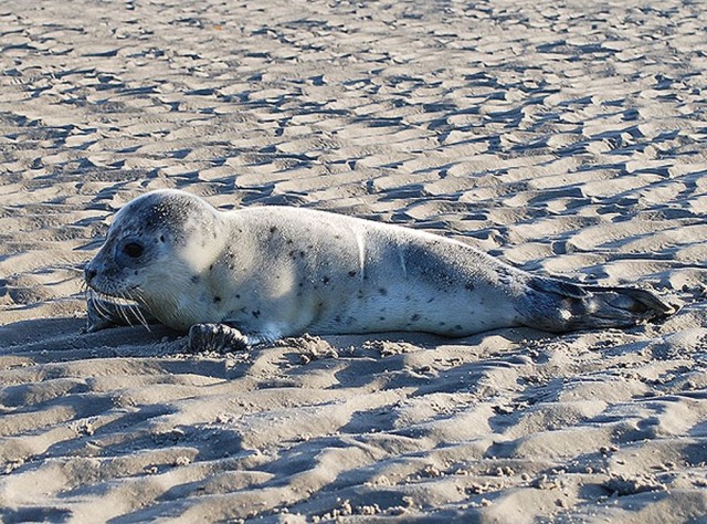 Национального парка Гамбургские ватты (Nationalpark Hamburgisches Wattenmeer)