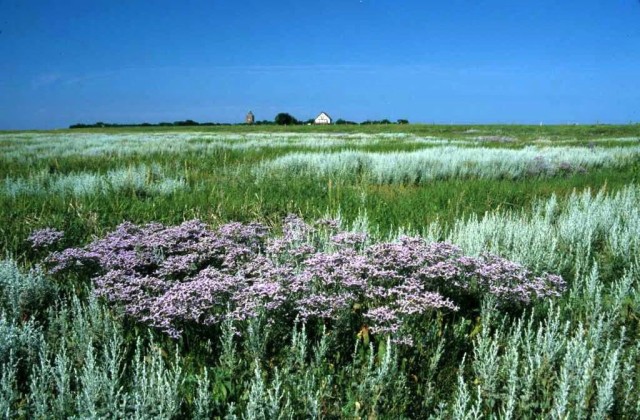 Национального парка Гамбургские ватты (Nationalpark Hamburgisches Wattenmeer)