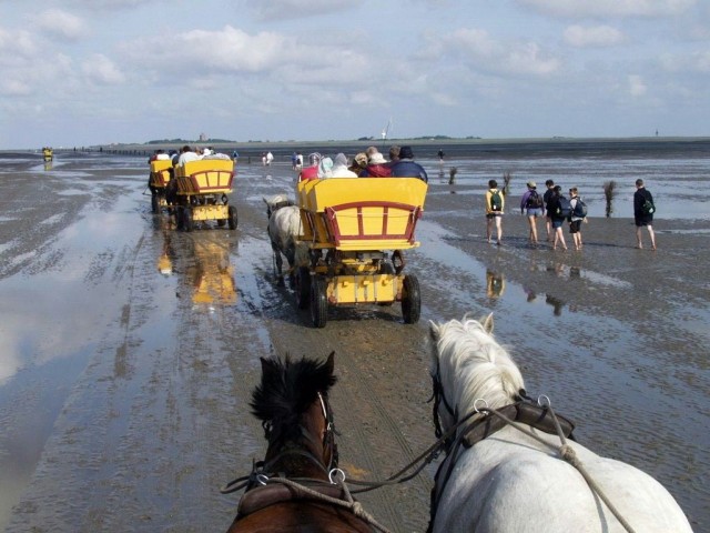 Национального парка Гамбургские ватты (Nationalpark Hamburgisches Wattenmeer)