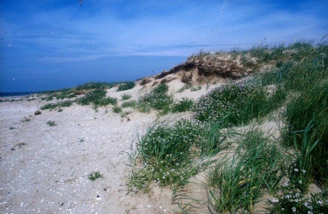 Национального парка Гамбургские ватты (Nationalpark Hamburgisches Wattenmeer)
