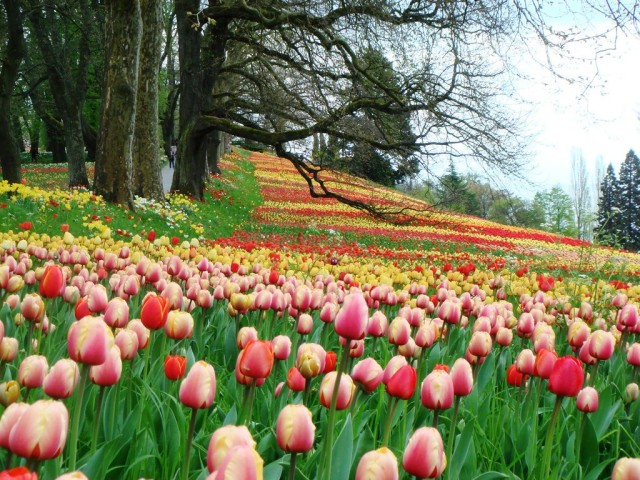 Остров Майнау (Mainau)