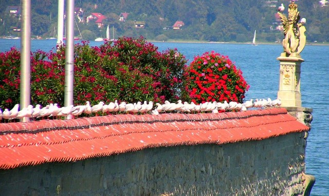 Остров Майнау (Mainau)