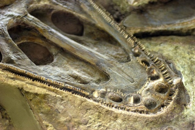 Карьер Мессель (Grube Messel)