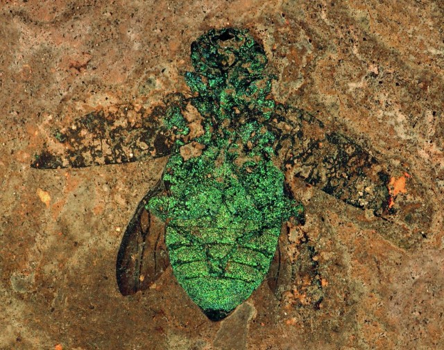 Карьер Мессель (Grube Messel)