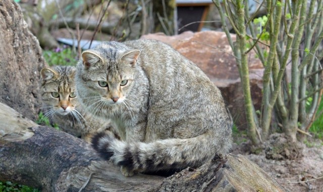 Национальный парк Хайних (Nationalpark Hainich)