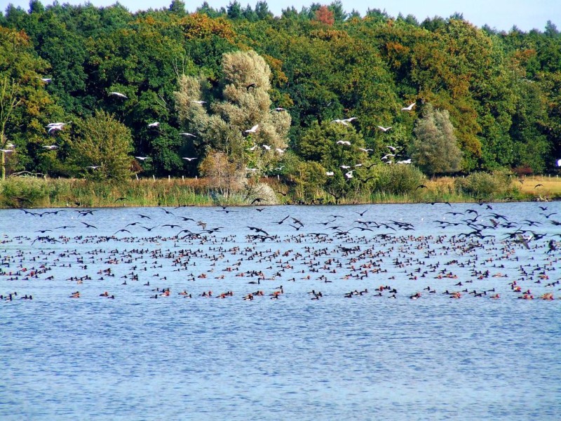 Национальный парк «Мюриц» (Müritz-Nationalpark)