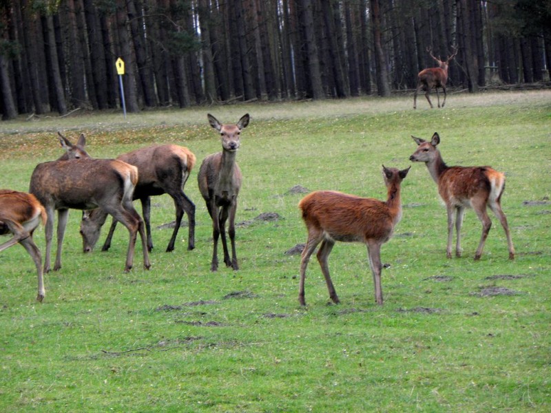 Национальный парк «Мюриц» (Müritz-Nationalpark)