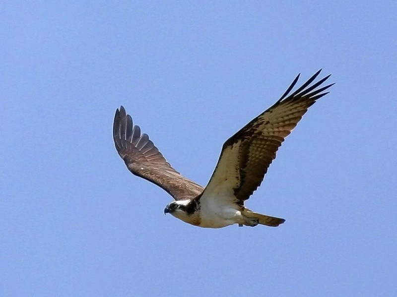 Национальный парк «Мюриц» (Müritz-Nationalpark)