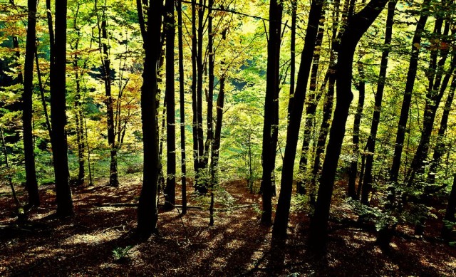 Природный парк Пфальцервальд (Naturpark Pfälzerwald) Германия