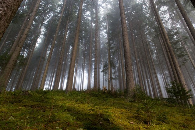 Шварцвальд (Schwarzwald) 