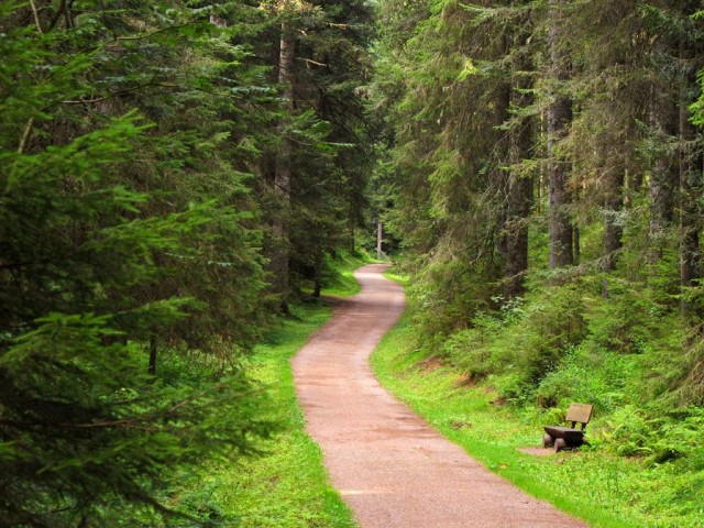 Шварцвальд — «чёрный лес» (Schwarzwald) 