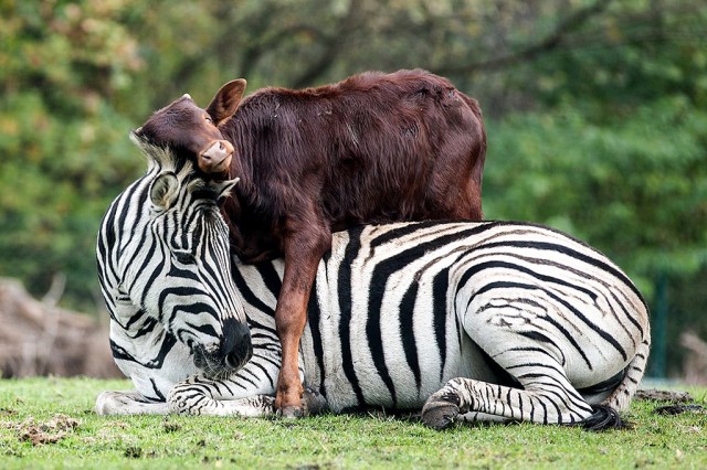 Серенгети-парк (Serengeti-Park)