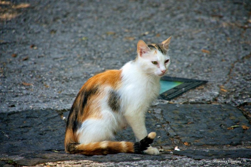 Пятнистая кошечка
