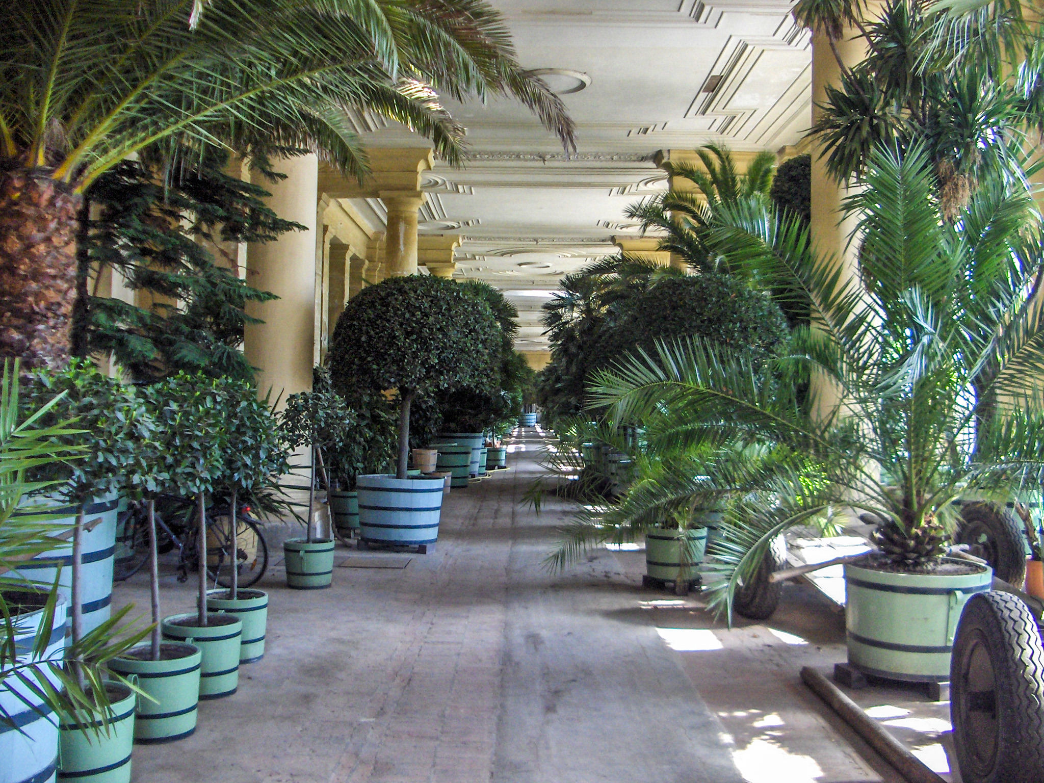 Так зимуют экзотические растения