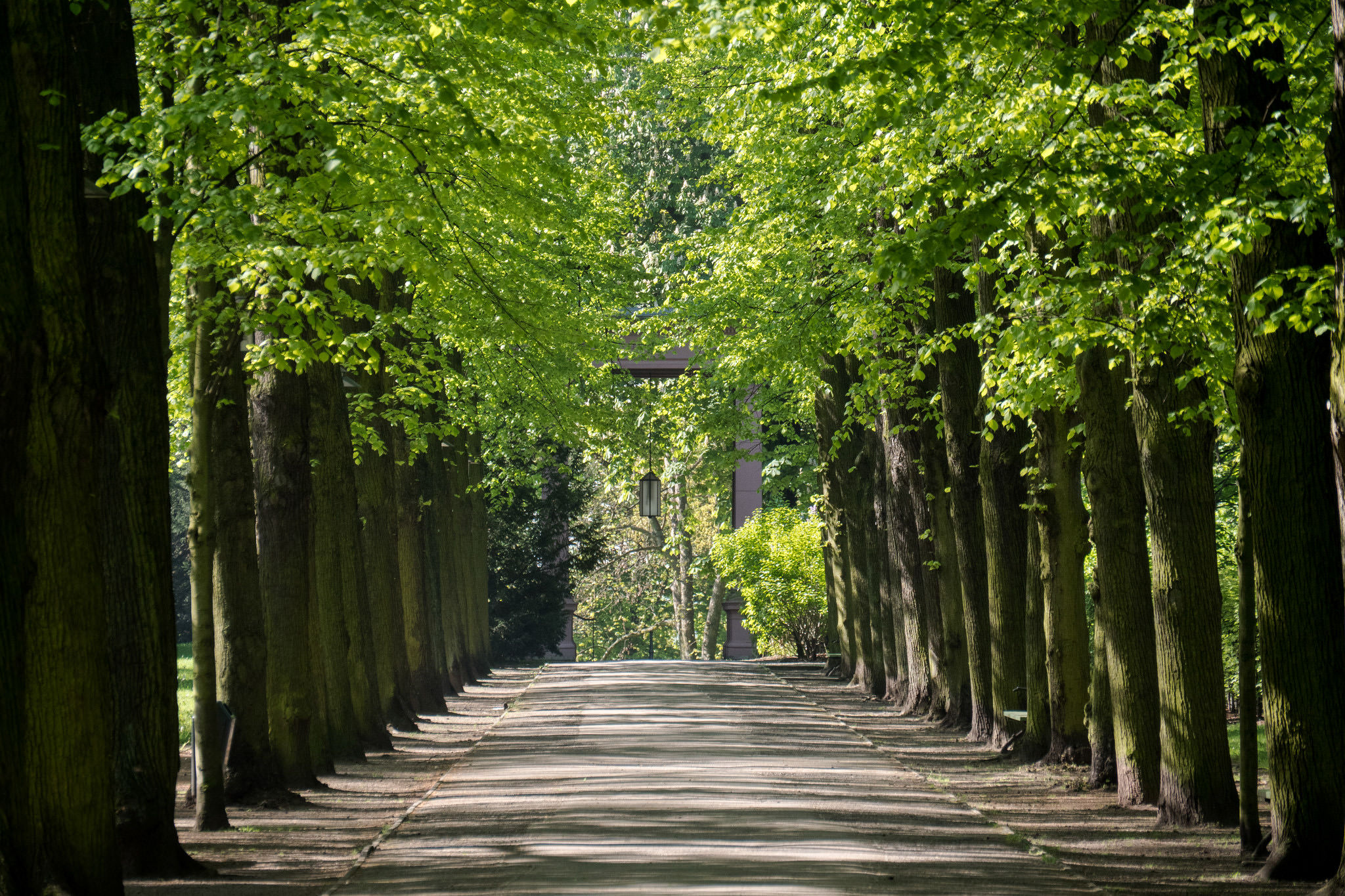 Аллея в парке