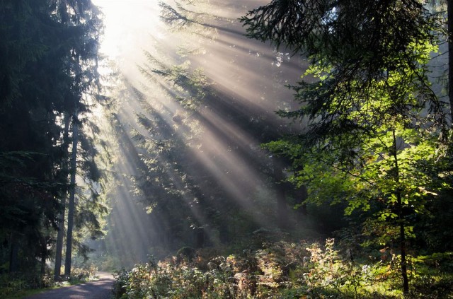 Шварцвальд (Schwarzwald) 