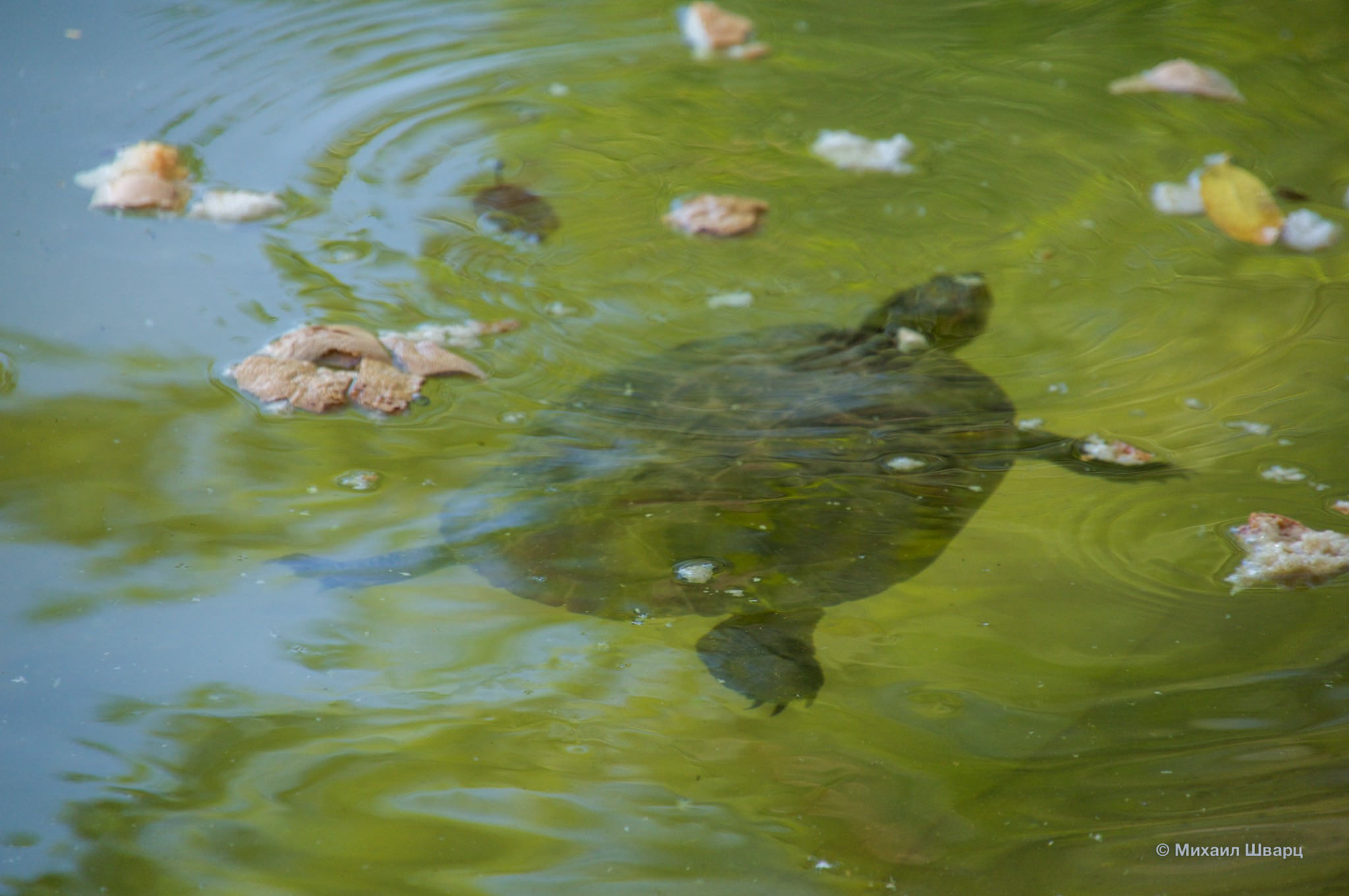 Черепаха в озере