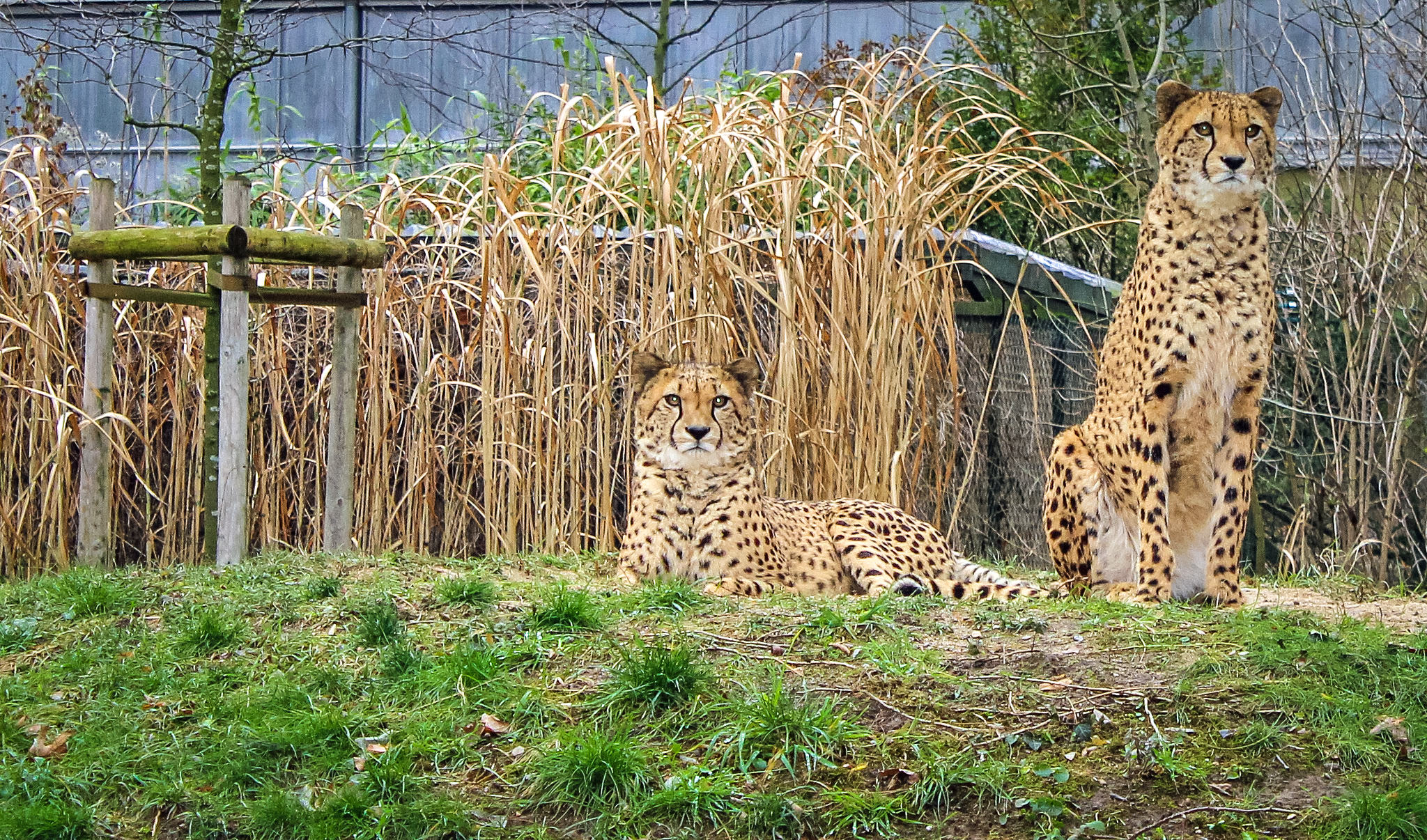 Вольер для леопардов