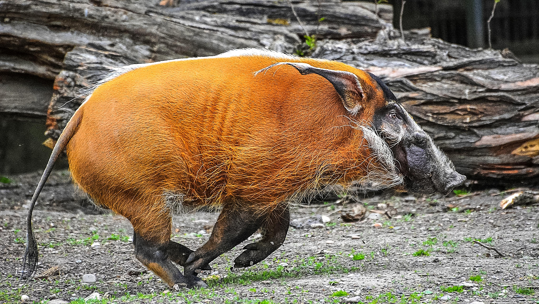 Красный боров