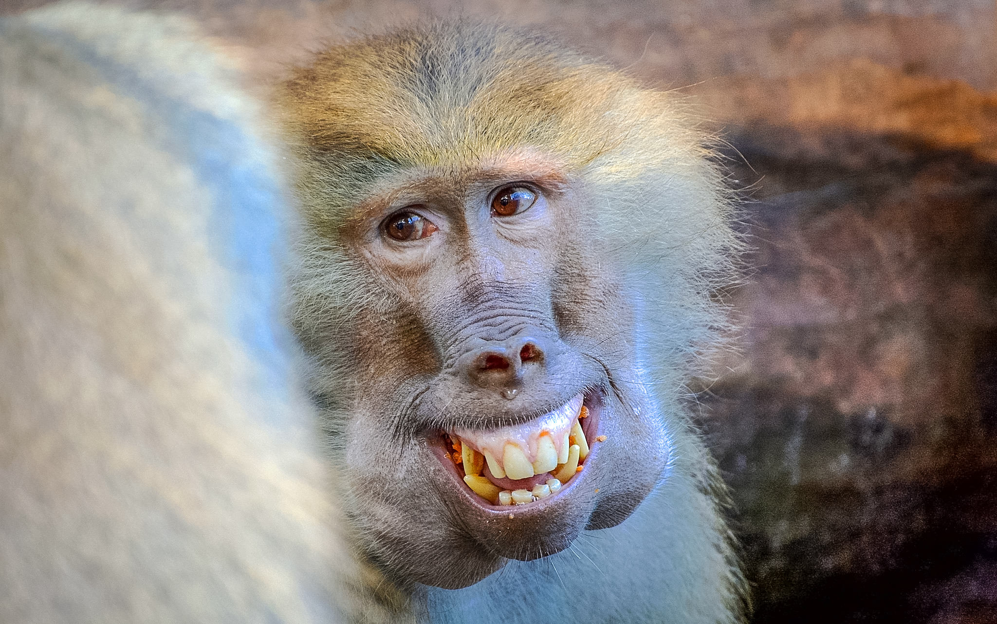 Улыбающаяся обезьяна