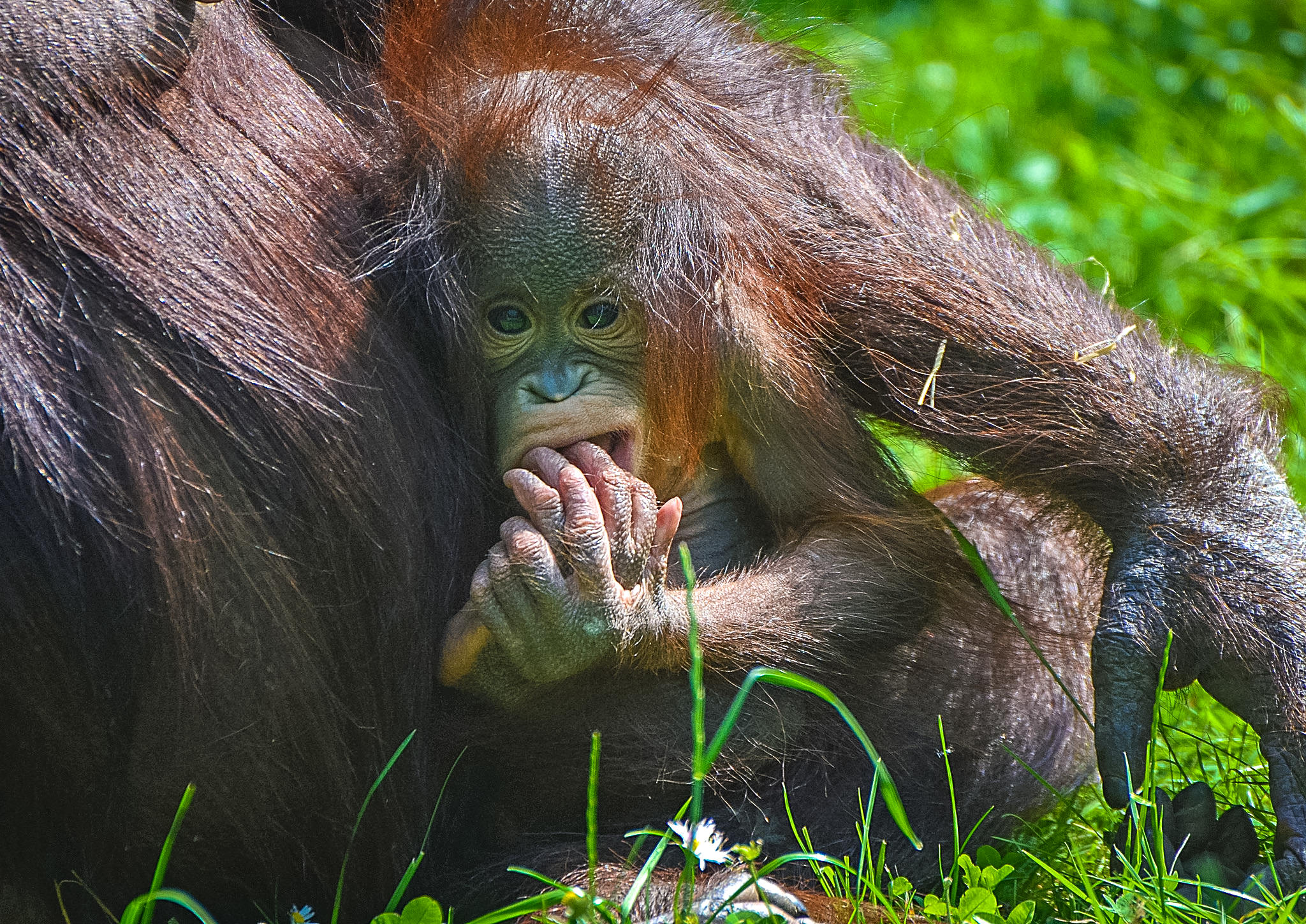 Детеныш обезьяны